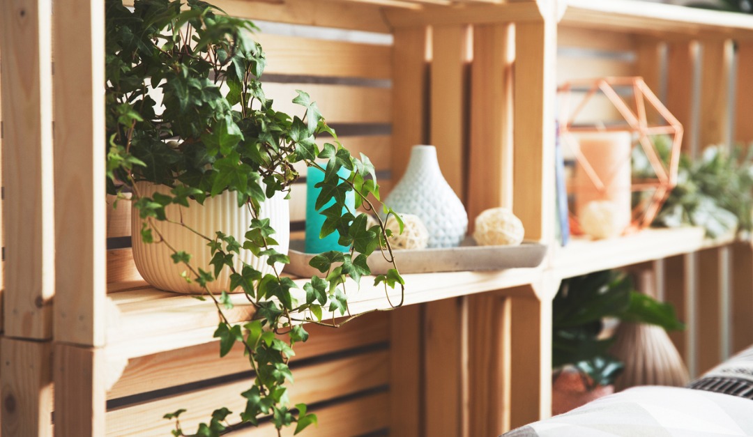 The Best Plants to Buy for Perfectly Styled Shelves